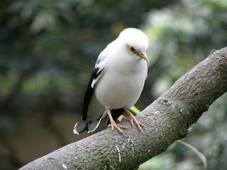 Jalak Putih (Black-winged Starling Sturnus melanopterus) 6